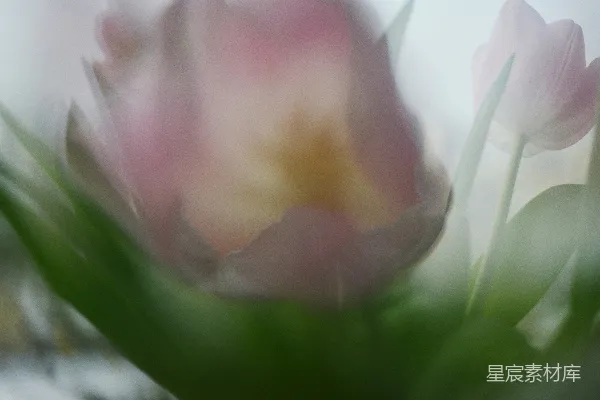 高清摄影 朦胧的郁金香