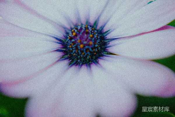 高清摄影 淡紫色的雏菊特写