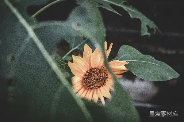 高清摄影 透过叶片的向日葵