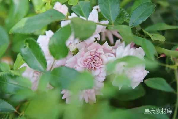 高清摄影 粉红色玫瑰花丛