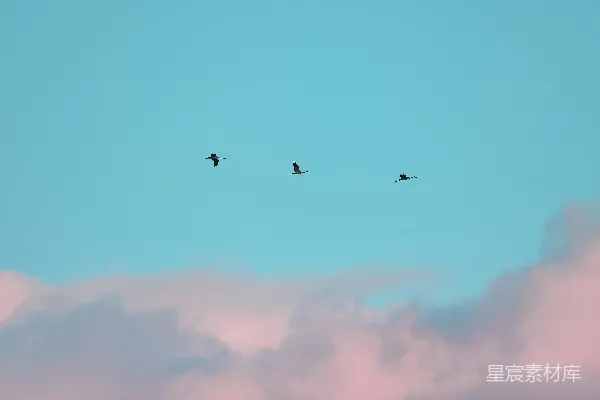 高清摄影 天空中的三只飞翔的鸟