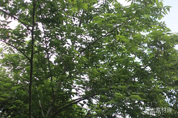 高清摄影 树上的小鸟