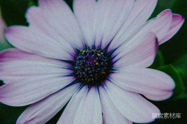 高清摄影 紫色的雏菊