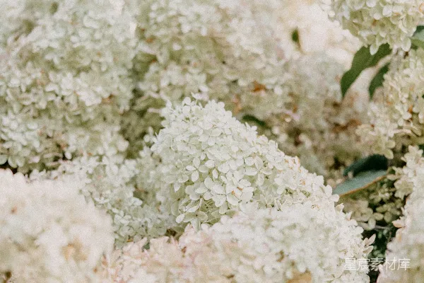 高清摄影 白花簇拥的静谧角落