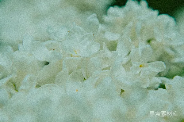 高清摄影 浅白花丛的宁静之美