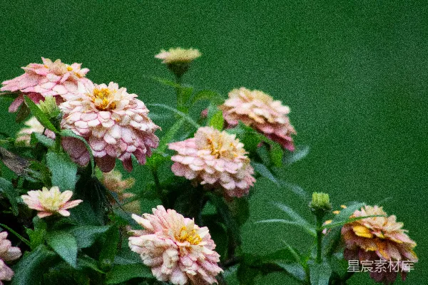 高清摄影 粉白相间的花朵