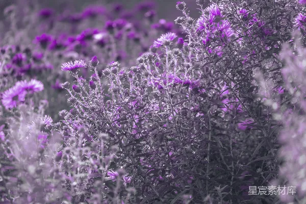 高清摄影 紫色花海