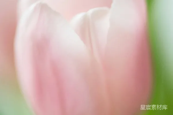 高清摄影 粉红郁金香的柔和之美