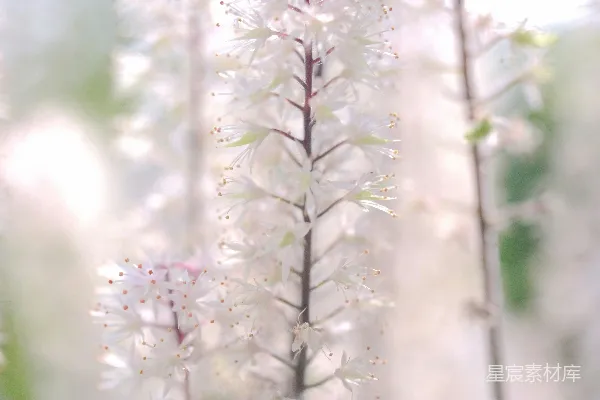 高清摄影 晨光中的白色花穗