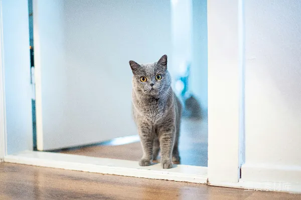 高清摄影 门前的灰猫