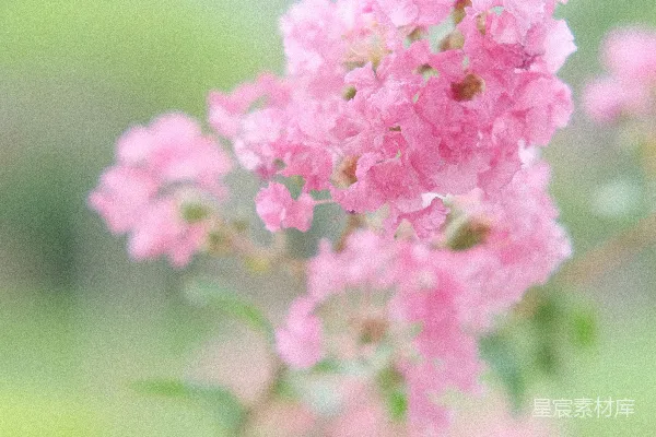 高清摄影 盛开的粉色花朵