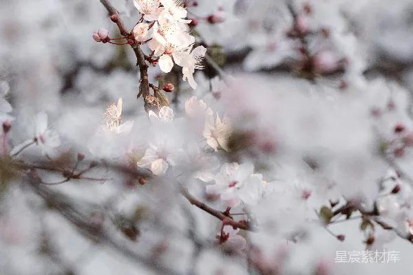 高清摄影 春风中的樱花
