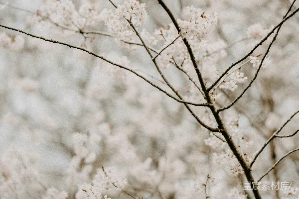 高清摄影 春天的樱花绽放