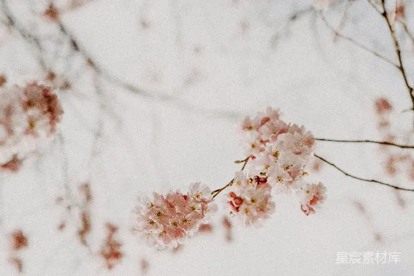 高清摄影 春风中的樱花