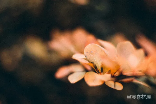 高清摄影 花瓣上的光影
