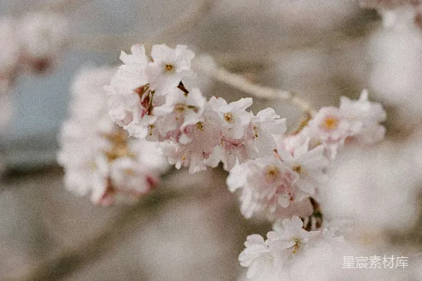 高清摄影 春风中的樱花