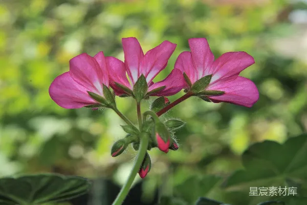 高清摄影 粉红色的花蕾与绽放