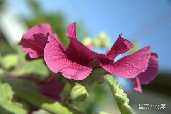 高清摄影 夏日盛开的玫红色花朵