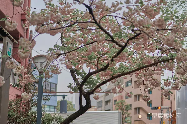 高清摄影 樱花盛开的城市街道