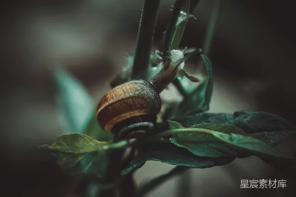 高清摄影 蜗牛的缓慢旅程