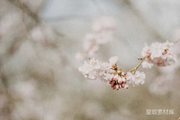 高清摄影 春风里的樱花