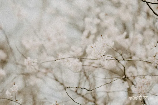 高清摄影 樱花静谧的春天