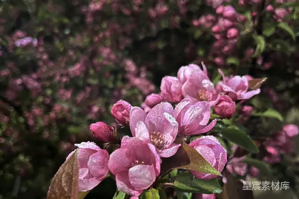 高清摄影 雨后绽放的粉色花朵