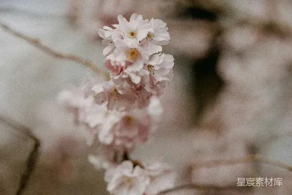 高清摄影 盛开的樱花