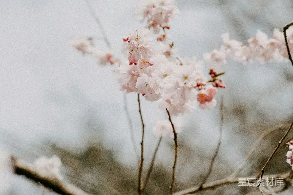 高清摄影 樱花盛开的宁静时刻