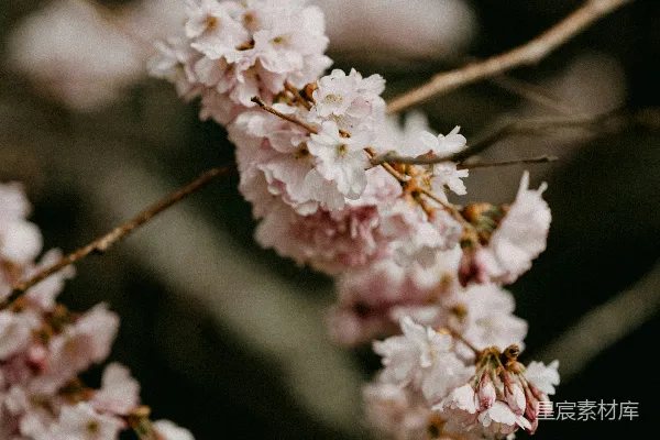 高清摄影 静谧的樱花枝头