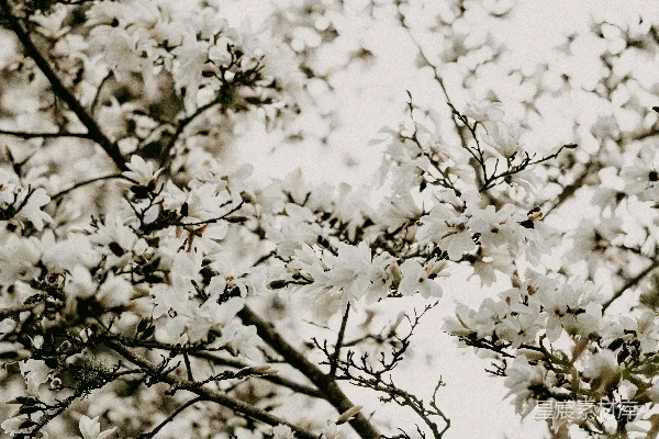 高清摄影 春风拂面，樱花盛开