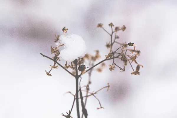 高清摄影 雪覆干枝