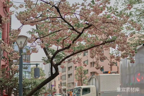 高清摄影 樱花盛开的城市街景