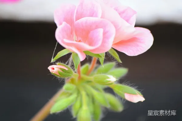 高清摄影 粉红色的花朵与嫩叶