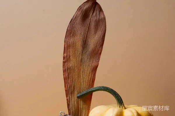 高清摄影 秋日静物：南瓜与干花的自然组合