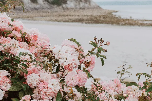 高清摄影 海岸边的粉白玫瑰