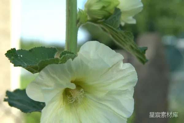高清摄影 白色花朵与绿叶的自然之美