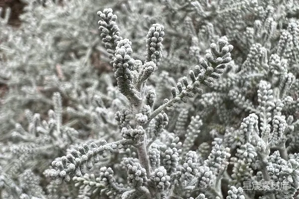 高清摄影 银色的植物特写