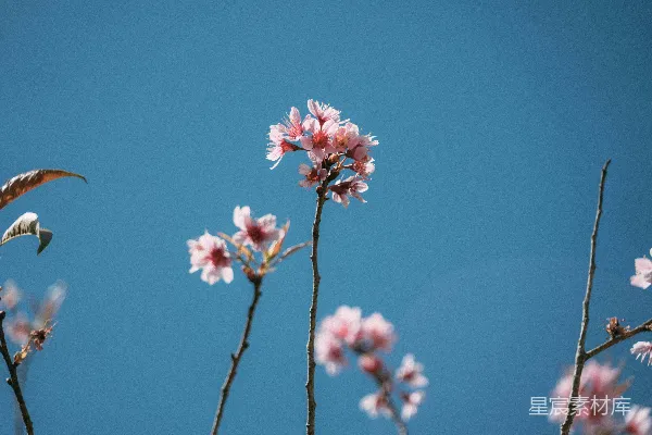 高清摄影 春风中的樱花