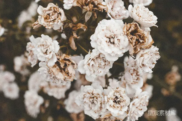 高清摄影 枯萎的白色花朵