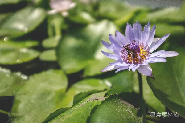 高清摄影 紫色莲花与蜜蜂