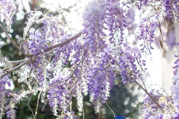 高清摄影 阳光下的紫藤花