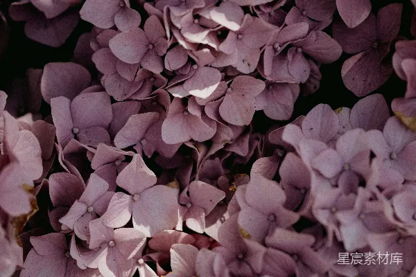 高清摄影 紫色绣球花特写