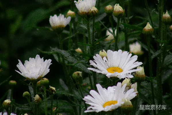 高清摄影 雨后雏菊