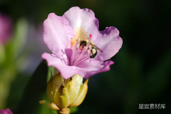 高清摄影 蜜蜂采集花蜜的瞬间