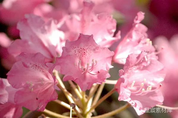 高清摄影 粉红杜鹃花盛开