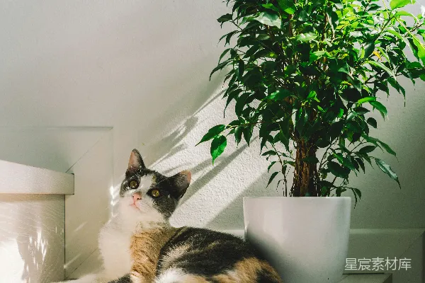 高清摄影 阳光下的猫咪与绿植
