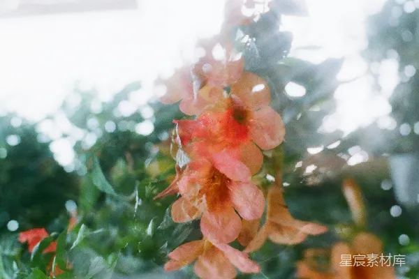 高清摄影 玻璃窗后的花朵
