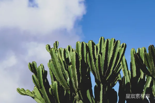 高清摄影 沙漠中的仙人掌