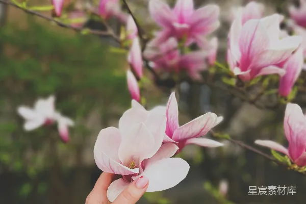 高清摄影 手触玉兰花